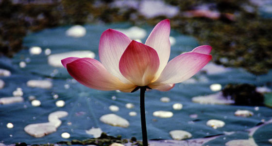 image06